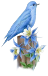 Oiseau-bleu