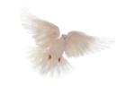 COLOMBE-dove-animated