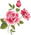 ❤ Dans la MALADIE : UN SAINT À DÉCOUVRIR : Giuseppe (Joseph) Moscati  (Fêté le 12 avril) ❤ Fleur-rose-3