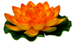 Messages donnés à Don Gobbi (très actualisés) Fleur-lotus
